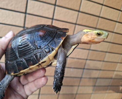チュウゴクセマルハコガメ（甲長約12cm）メス - 画像 (6)