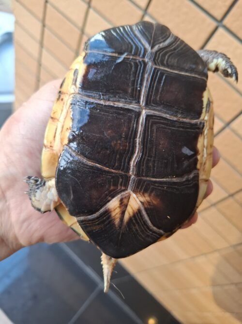 チュウゴクセマルハコガメ（甲長約12cm）メス - 画像 (11)