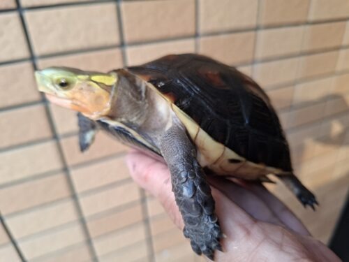 チュウゴクセマルハコガメ（甲長約12cm）メス - 画像 (8)