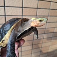 チュウゴクセマルハコガメ（甲長約12cm）メス