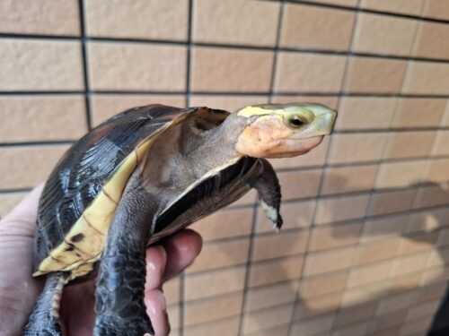 チュウゴクセマルハコガメ（甲長約12cm）メス - 画像 (2)
