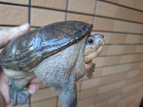 ハラガケガメ（甲長約13,5cm）WC オス - 画像 (8)