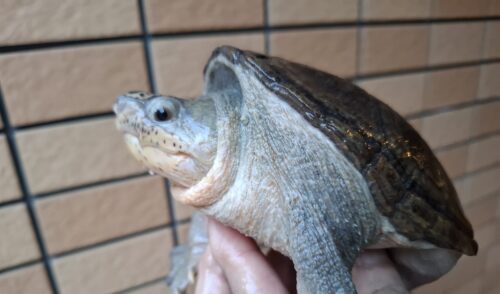 ハラガケガメ（甲長約13,5cm）WC オス - 画像 (7)