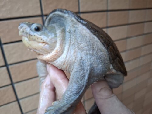 ハラガケガメ（甲長約13,5cm）WC オス - 画像 (4)