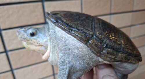 ハラガケガメ（甲長約13,5cm）WC オス - 画像 (6)