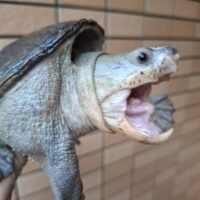 ハラガケガメ（甲長約13,5cm）WC オス