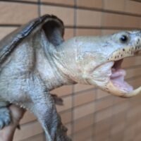 ハラガケガメ（甲長約13,5cm）WC オス