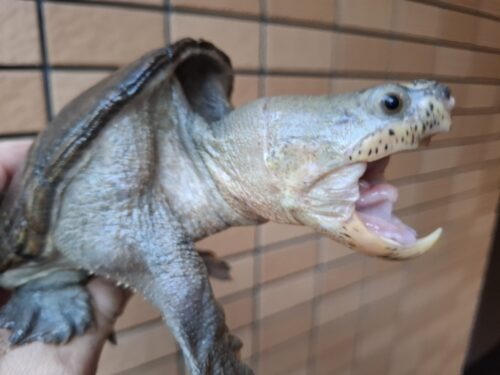 ハラガケガメ（甲長約13,5cm）WC オス