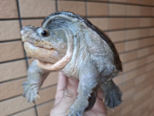 ハラガケガメ（甲長約13,5cm）WC オス - 画像 (3)