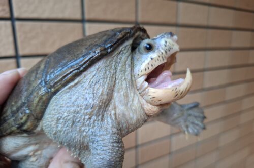ハラガケガメ（甲長約13,5cm）WC オス - 画像 (5)
