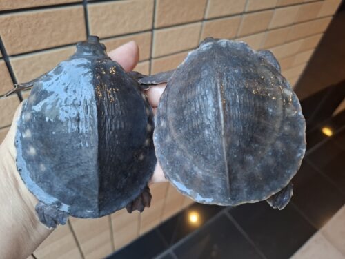 スッポンモドキ（甲長約10cm）メス - 画像 (12)