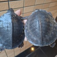 スッポンモドキ（甲長約10cm）メス