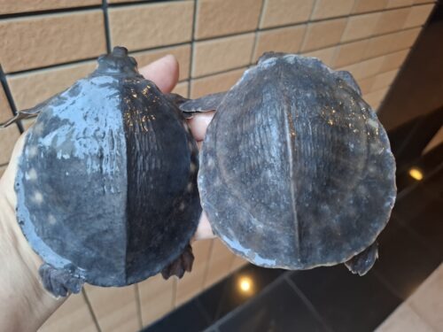 スッポンモドキ（甲長約10cm）メス