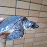 スッポンモドキ（甲長約10cm）メス