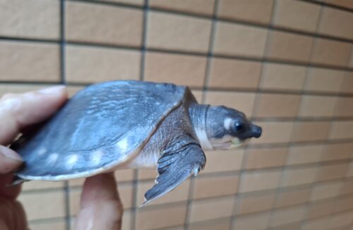 スッポンモドキ（甲長約10cm）メス - 画像 (3)