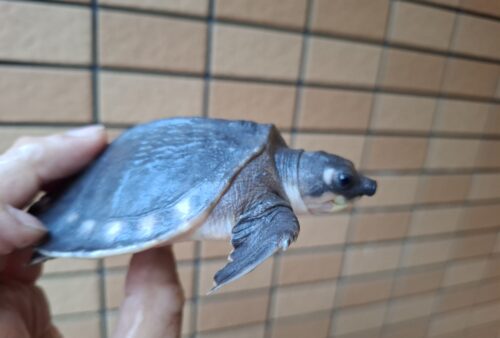 スッポンモドキ（甲長約10cm）メス - 画像 (5)