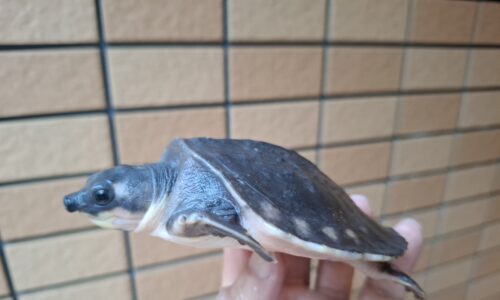 スッポンモドキ（甲長約10cm）メス - 画像 (4)