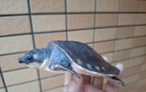 スッポンモドキ（甲長約10cm）メス - 画像 (9)