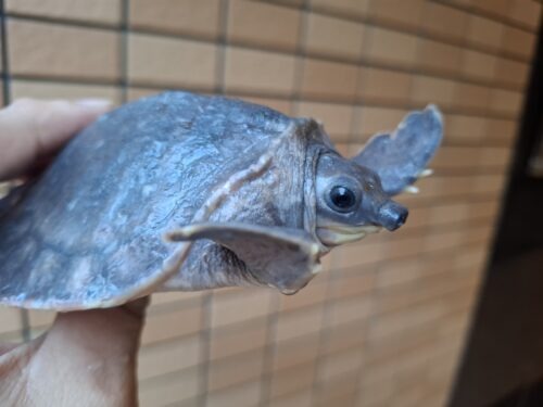 スッポンモドキ（甲長約10cm）メス - 画像 (10)