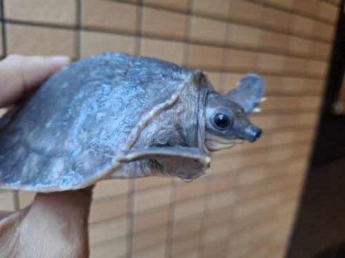 スッポンモドキ（甲長約10cm）メス - 画像 (8)