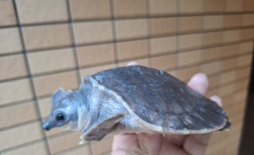 スッポンモドキ（甲長約10cm）メス - 画像 (11)