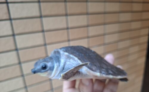 スッポンモドキ（甲長約10cm）メス - 画像 (6)
