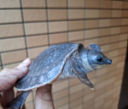 スッポンモドキ（甲長約10cm）メス - 画像 (7)