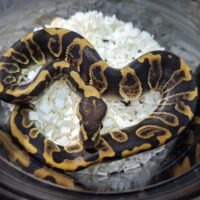 ボールパイソン（ＧＨＩレオパードhetクラウン）25CB メス