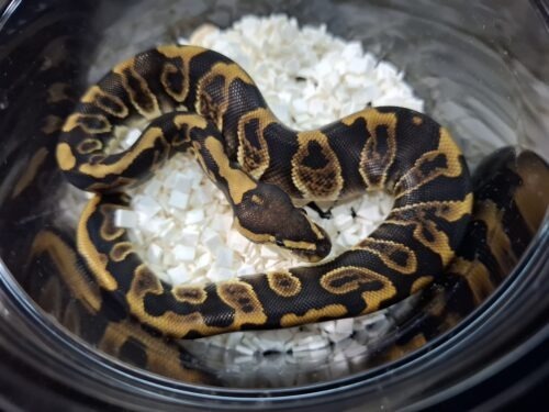 ボールパイソン（ＧＨＩレオパードhetクラウン）25CB メス - 画像 (6)