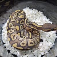ボールパイソン（ファントムゴーストpossバニラ）25CB オス