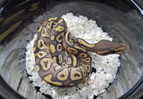 ボールパイソン（ファントムゴーストpossバニラ）25CB オス