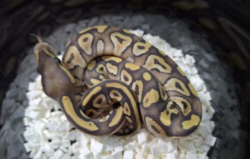 ボールパイソン（ファントムゴーストpossバニラ）25CB オス - 画像 (5)