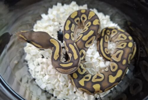 ボールパイソン（ファントムゴーストpossバニラ）25CB オス - 画像 (7)