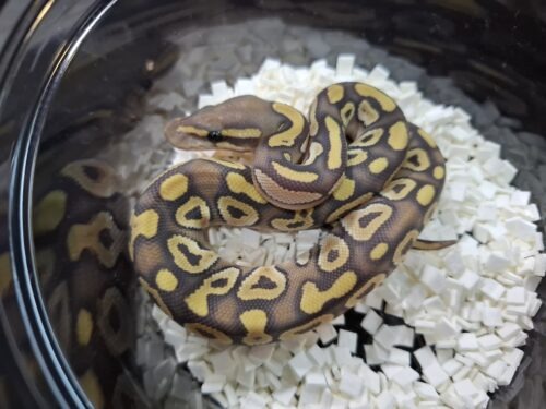 ボールパイソン（ファントムゴーストpossバニラ）25CB オス - 画像 (10)