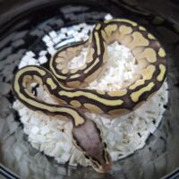 ボールパイソン（パステルレッサーDhet TSKアザン,デザートゴースト） 25CB メス