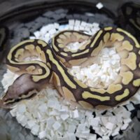 ボールパイソン（パステルレッサーDhet TSKアザン,デザートゴースト） 25CB メス