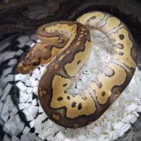 ボールパイソン（モハベクラウン）25CB オス