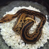 ボールパイソン（レオパードコンフュージョンクラウン）25CB メス