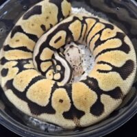 ボールパイソン（パステルスポットノーズhetクラウン）約400g メス