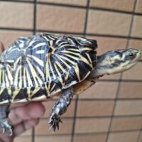 フロリダハコガメ（甲長約10cm）24CB メス