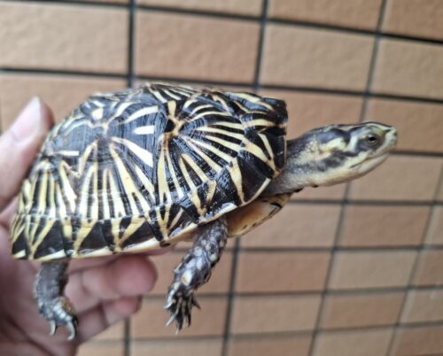 フロリダハコガメ（甲長約10cm）24CB メス