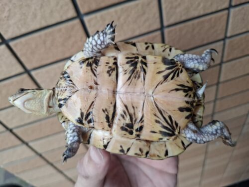 フロリダハコガメ（甲長約10cm）24CB メス - 画像 (11)