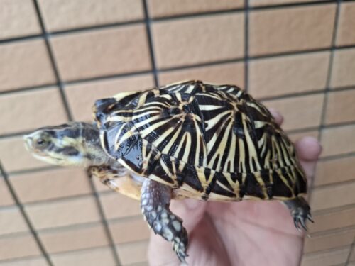 フロリダハコガメ（甲長約10cm）24CB メス - 画像 (5)
