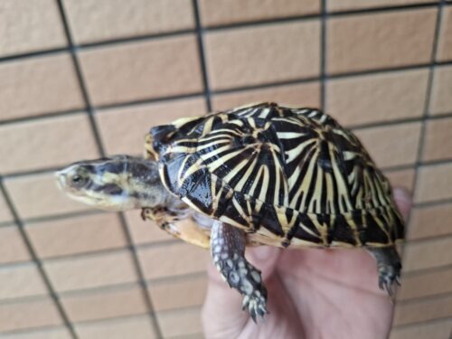 フロリダハコガメ（甲長約10cm）24CB メス - 画像 (8)