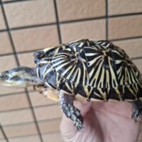 フロリダハコガメ（甲長約10cm）24CB メス