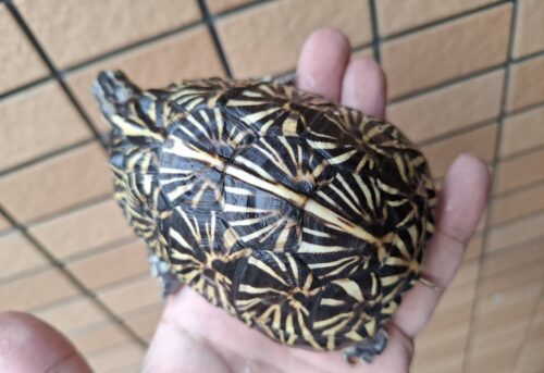 フロリダハコガメ（甲長約10cm）24CB メス - 画像 (10)