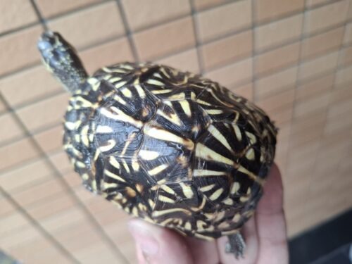 フロリダハコガメ（甲長約9cm）24CB 多甲板 メス - 画像 (5)