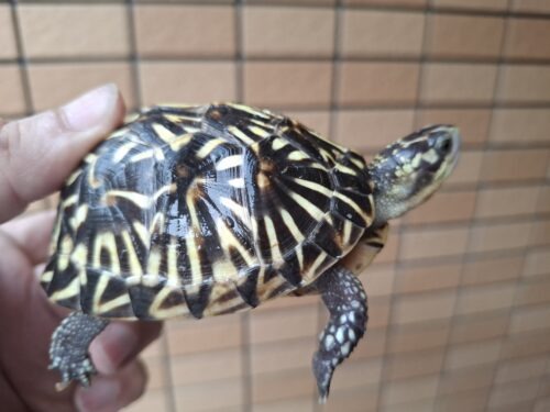 フロリダハコガメ（甲長約9cm）24CB 多甲板 メス - 画像 (8)