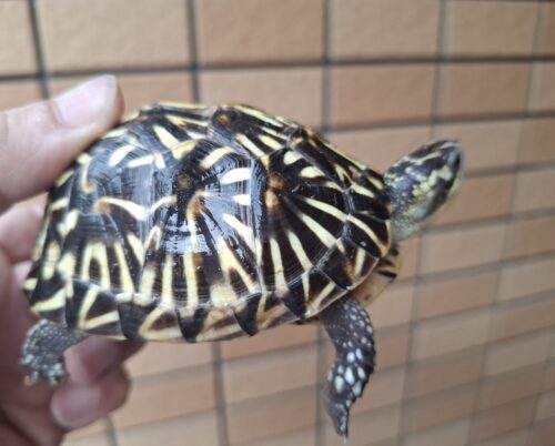 フロリダハコガメ（甲長約9cm）24CB 多甲板 メス - 画像 (6)