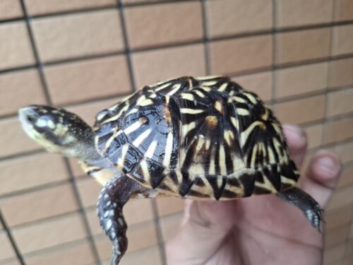 フロリダハコガメ（甲長約9cm）24CB 多甲板 メス - 画像 (7)